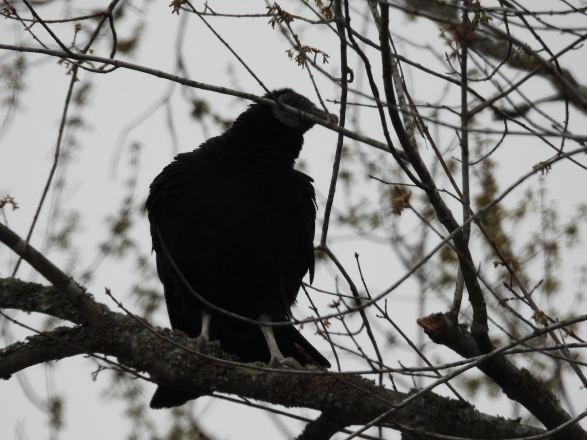 Black Vulture - ML434056021