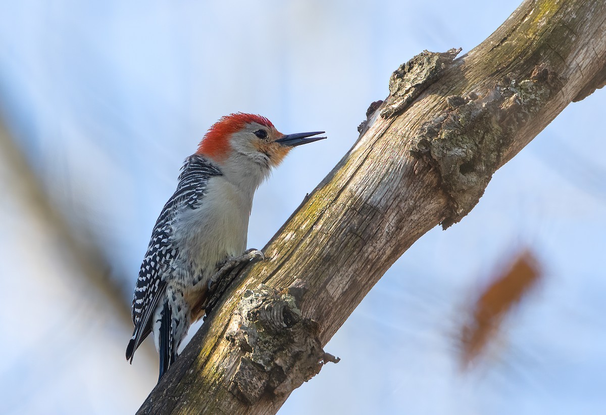 Red-bellied Woodpecker - ML434058291