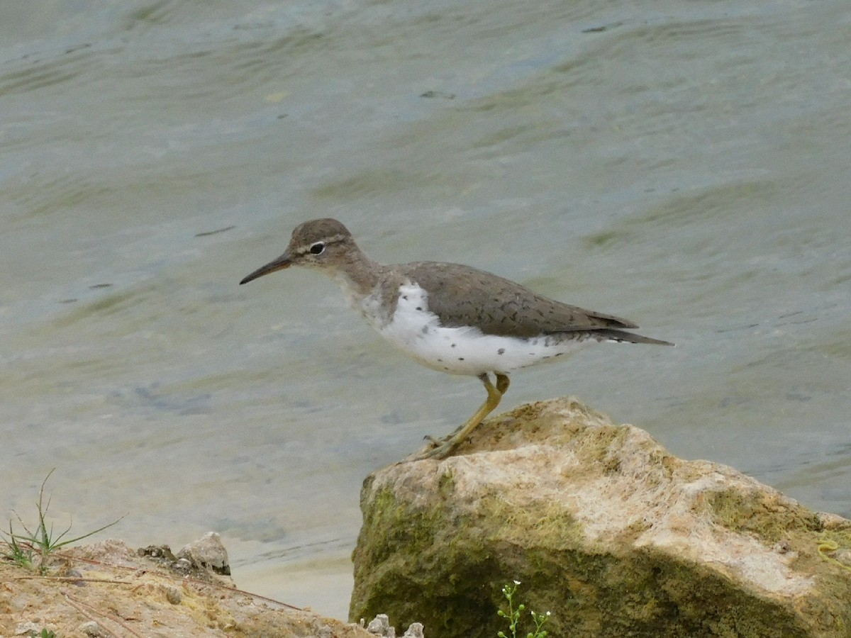Spotted Sandpiper - Bailey Cleveland