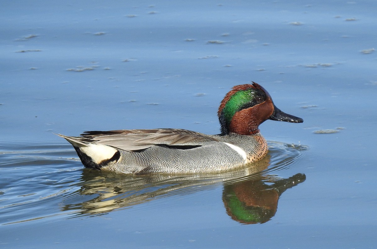 Green-winged Teal - ML434067201