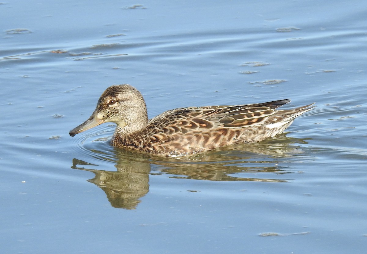 Green-winged Teal - ML434067381