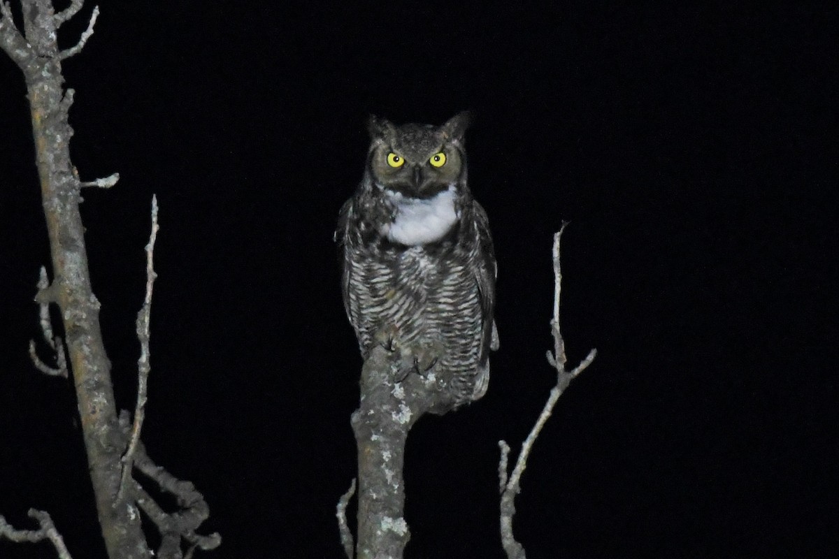 Great Horned Owl - ML434068151