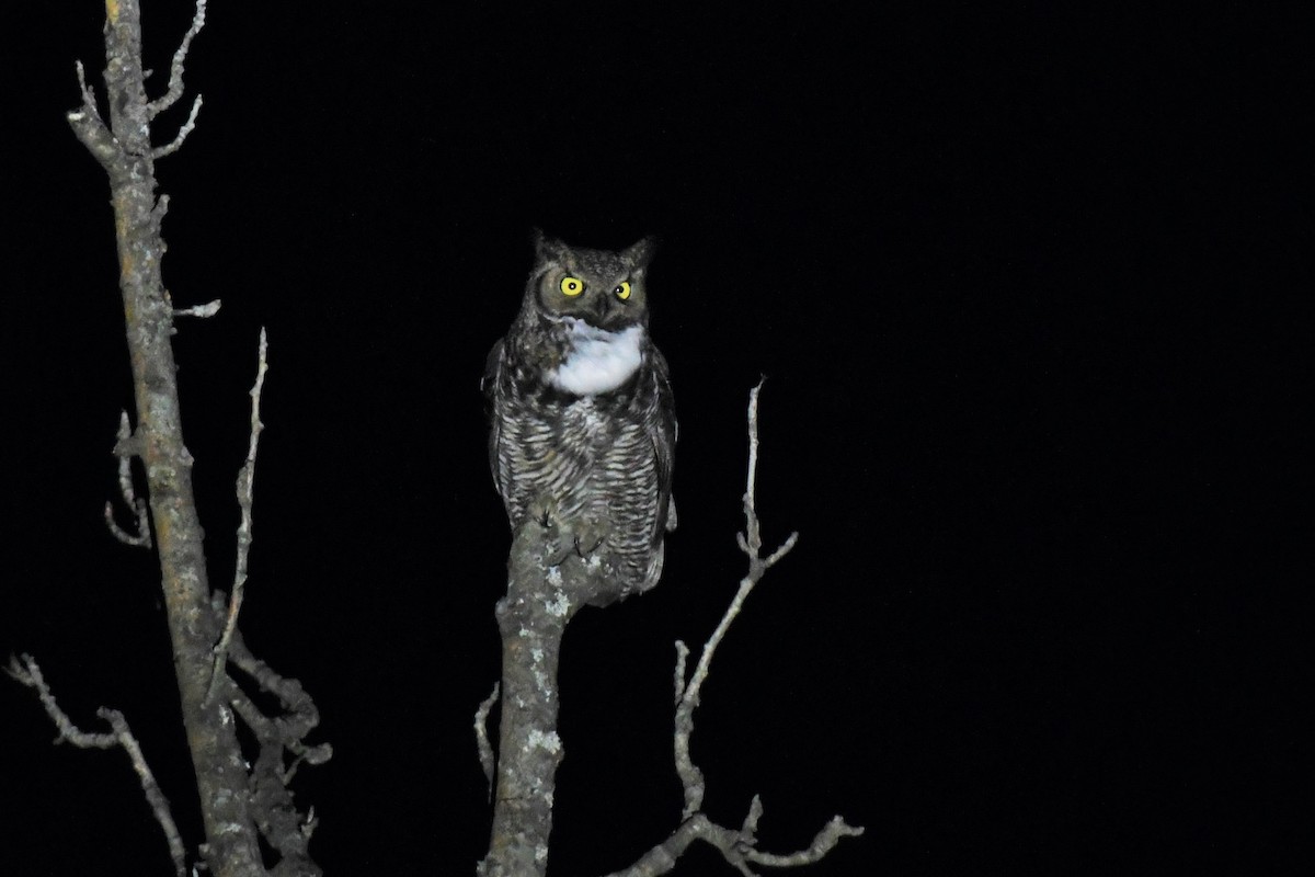 Great Horned Owl - ML434068181