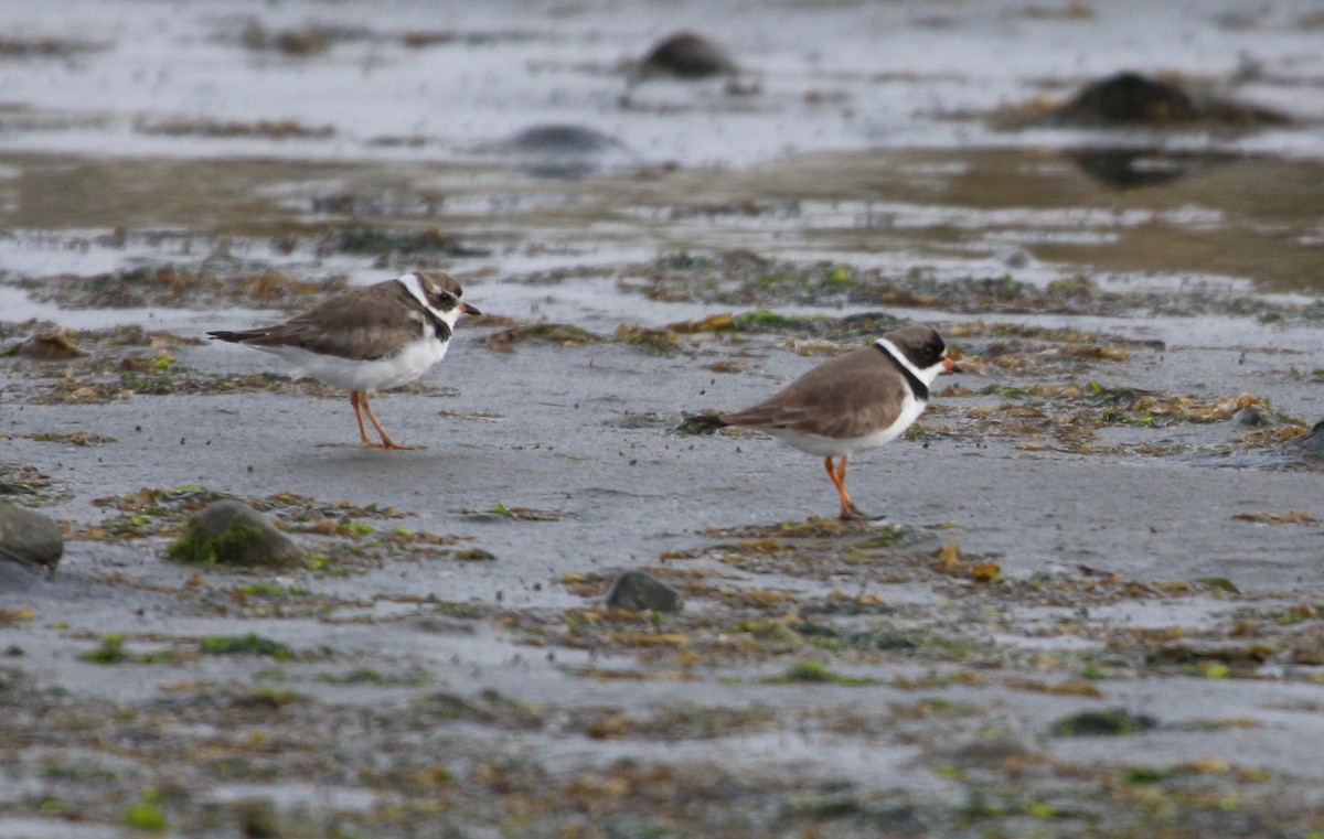 Semipalmated Plover - ML434070811
