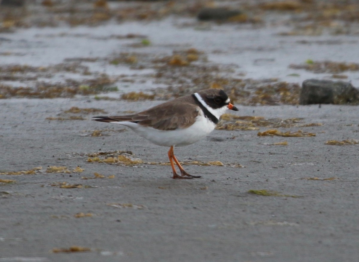 Semipalmated Plover - ML434070821