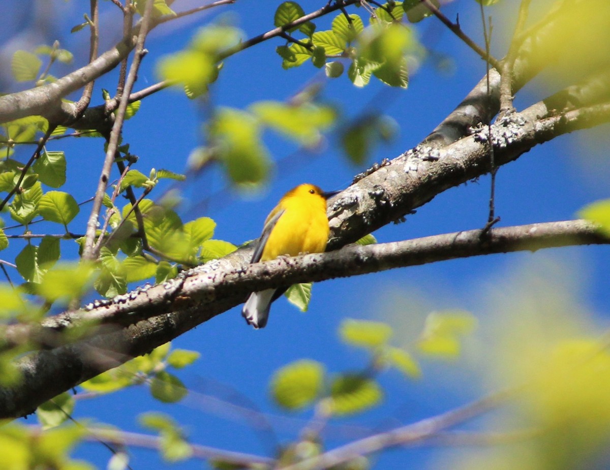 Prothonotary Warbler - Ashwin Srinivasan