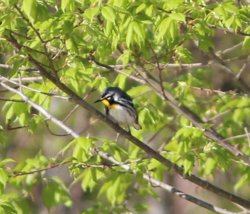 Yellow-throated Warbler - Ashwin Srinivasan