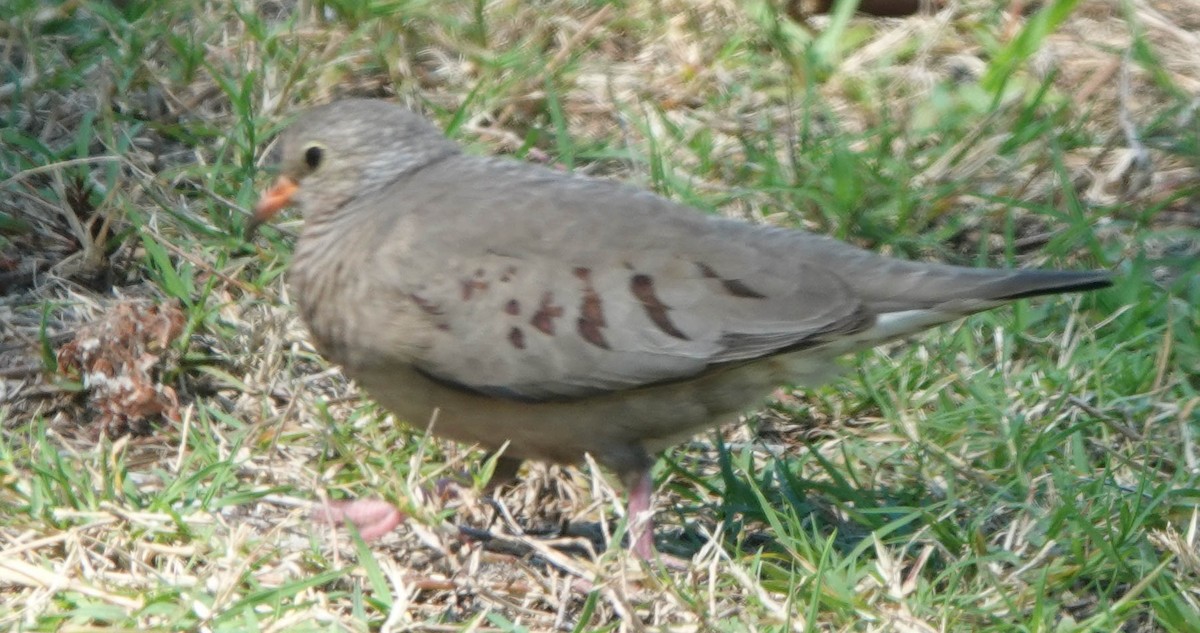 eBird Checklist 10 Apr 2022 St State Park (Woods) St