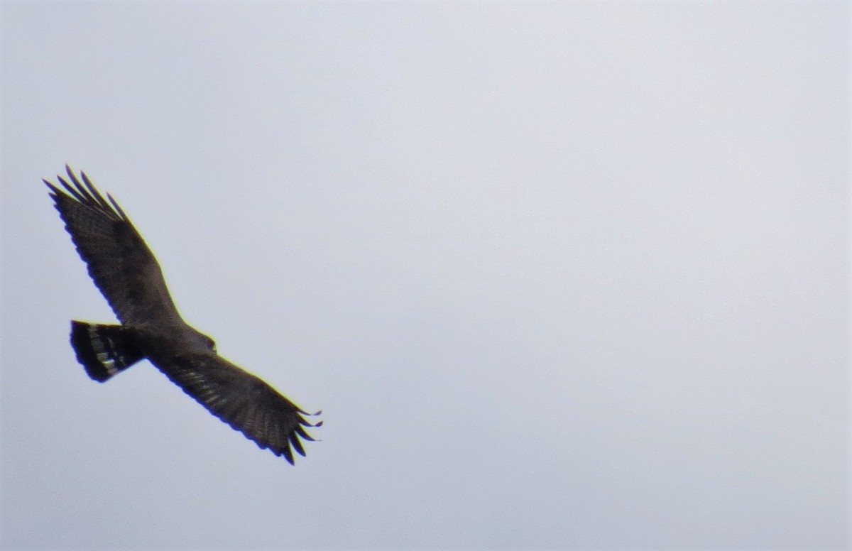Zone-tailed Hawk - John Yochum