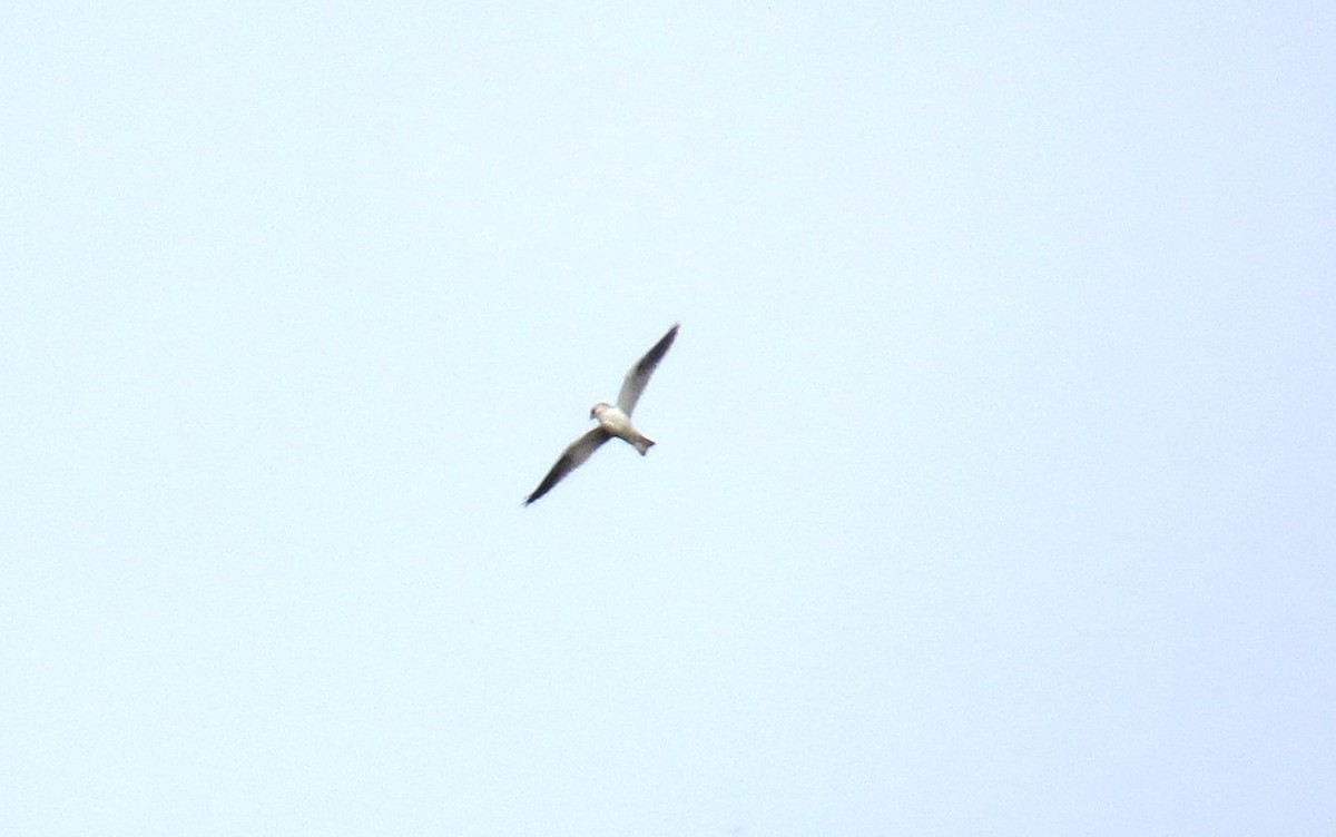 White-tailed Kite - ML43409171