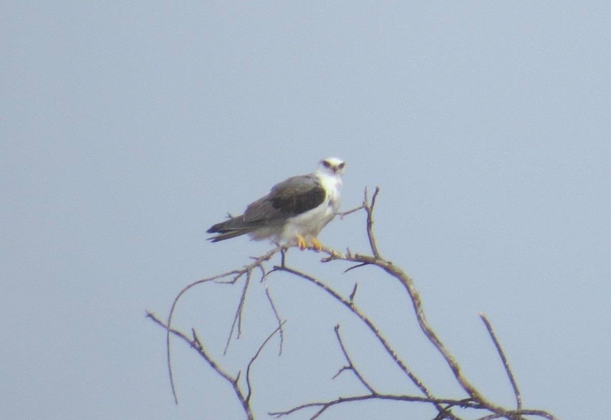White-tailed Kite - ML43409201