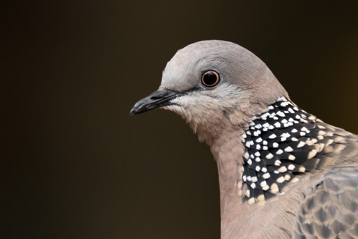 Spotted Dove - ML434100841