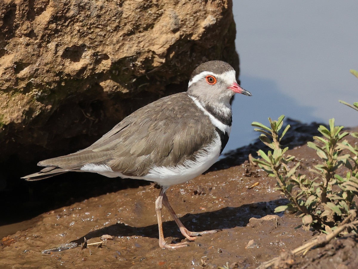 Three-banded Plover - ML434104871