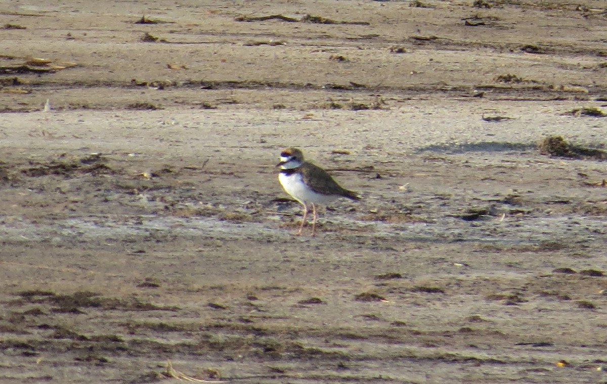 Collared Plover - ML43410491