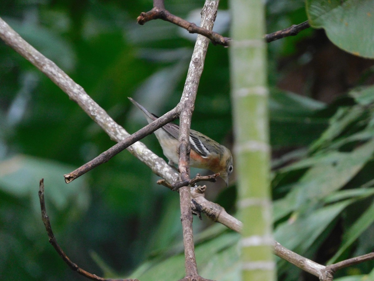 Bay-breasted Warbler - ML434105151