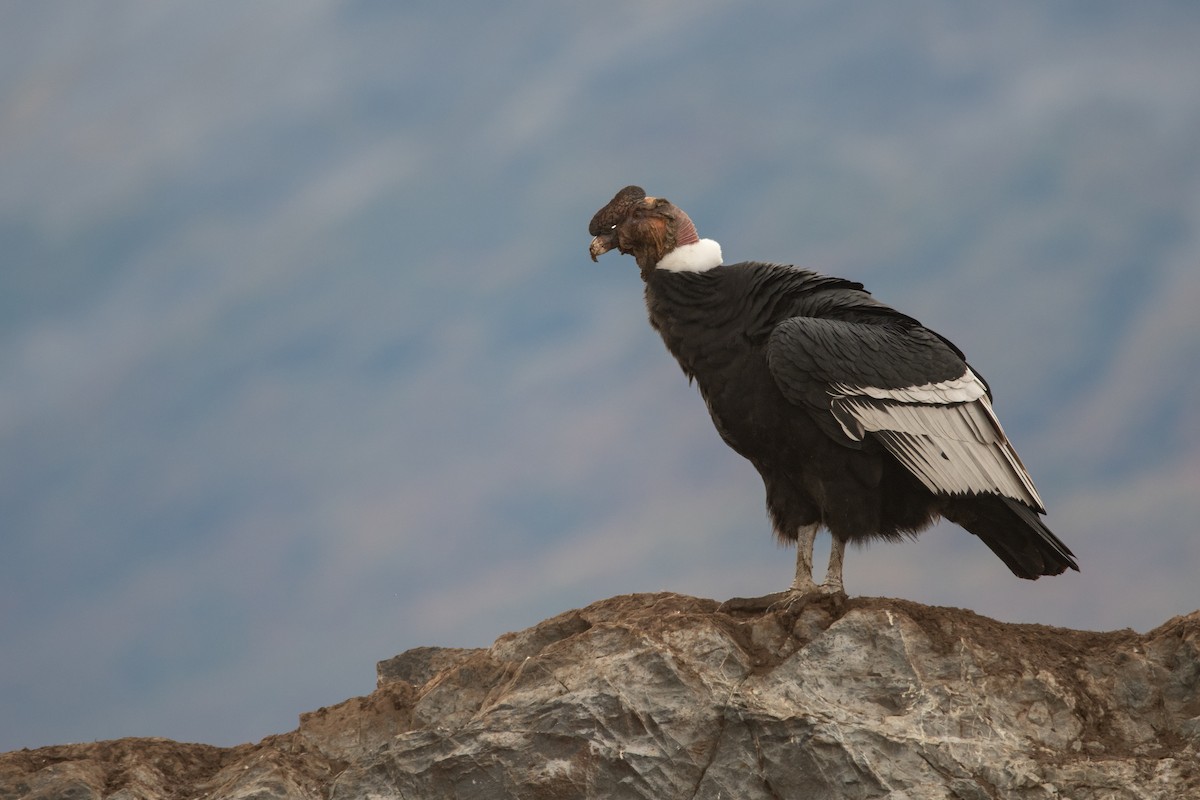 Andean Condor - ML434114341