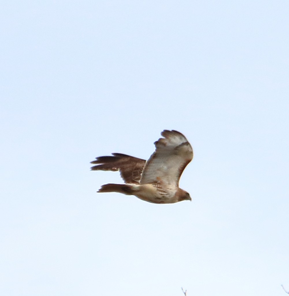 Red-tailed Hawk - ML434117551