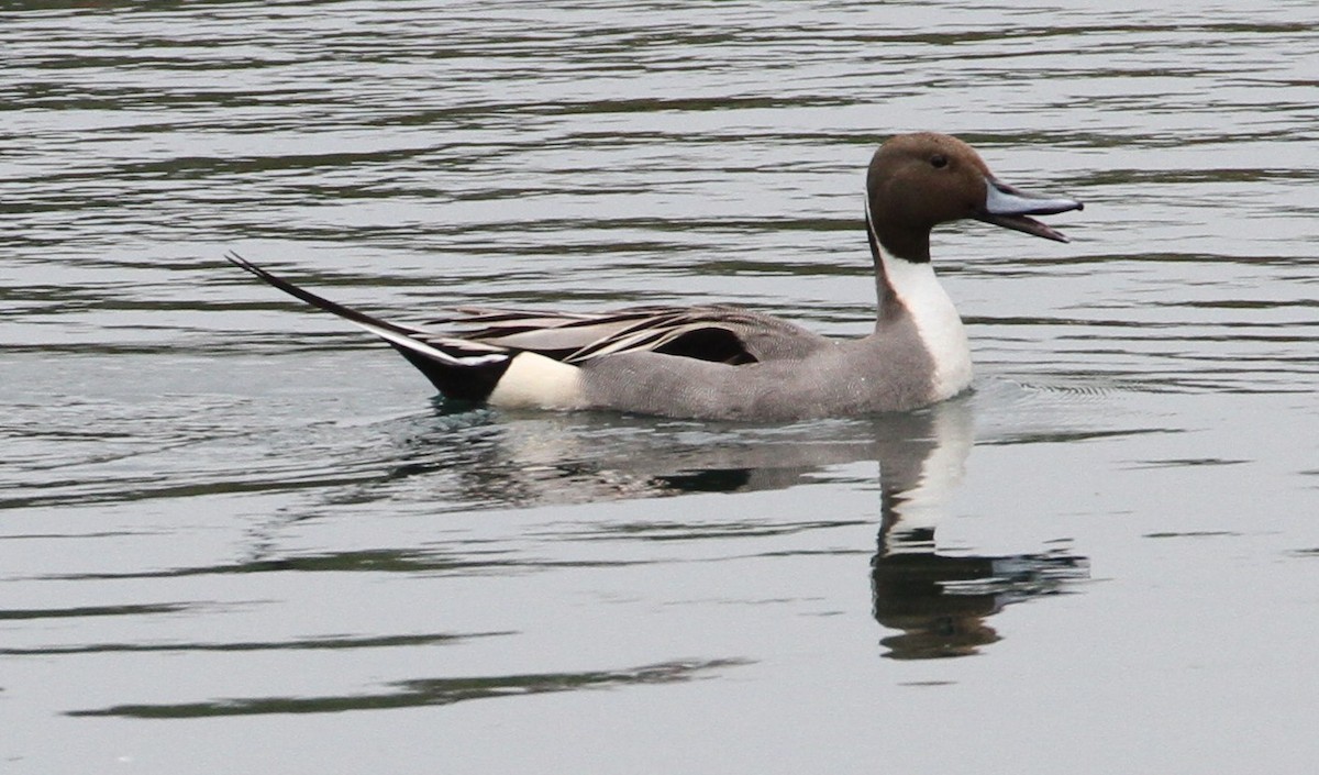 Northern Pintail - Don Coons