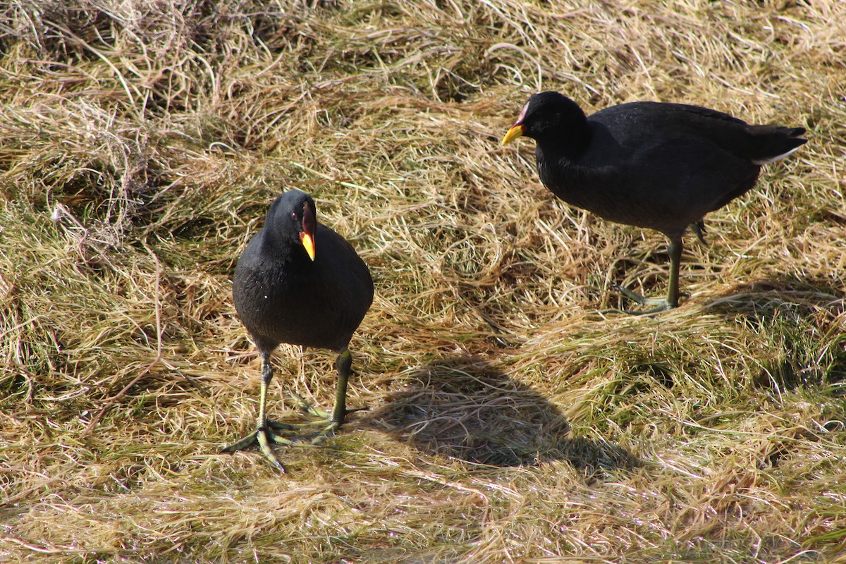 Red-fronted Coot - ML434119411