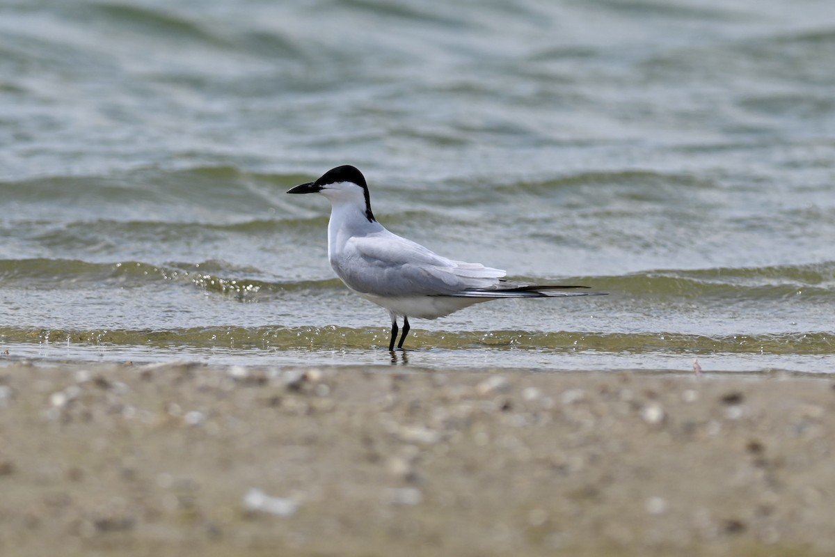 Gull-billed Tern - Mike Charest
