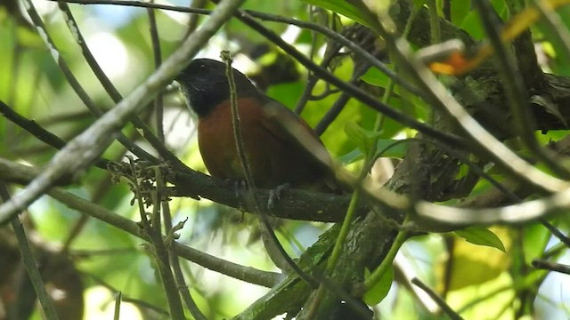 Rufous-breasted Spinetail - ML434123011