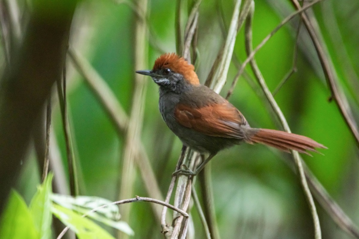 Pinto's Spinetail - ML434145641