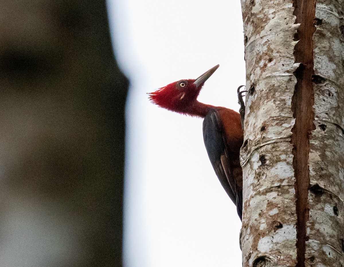 Red-necked Woodpecker - Ron Hoff Dollyann Myers