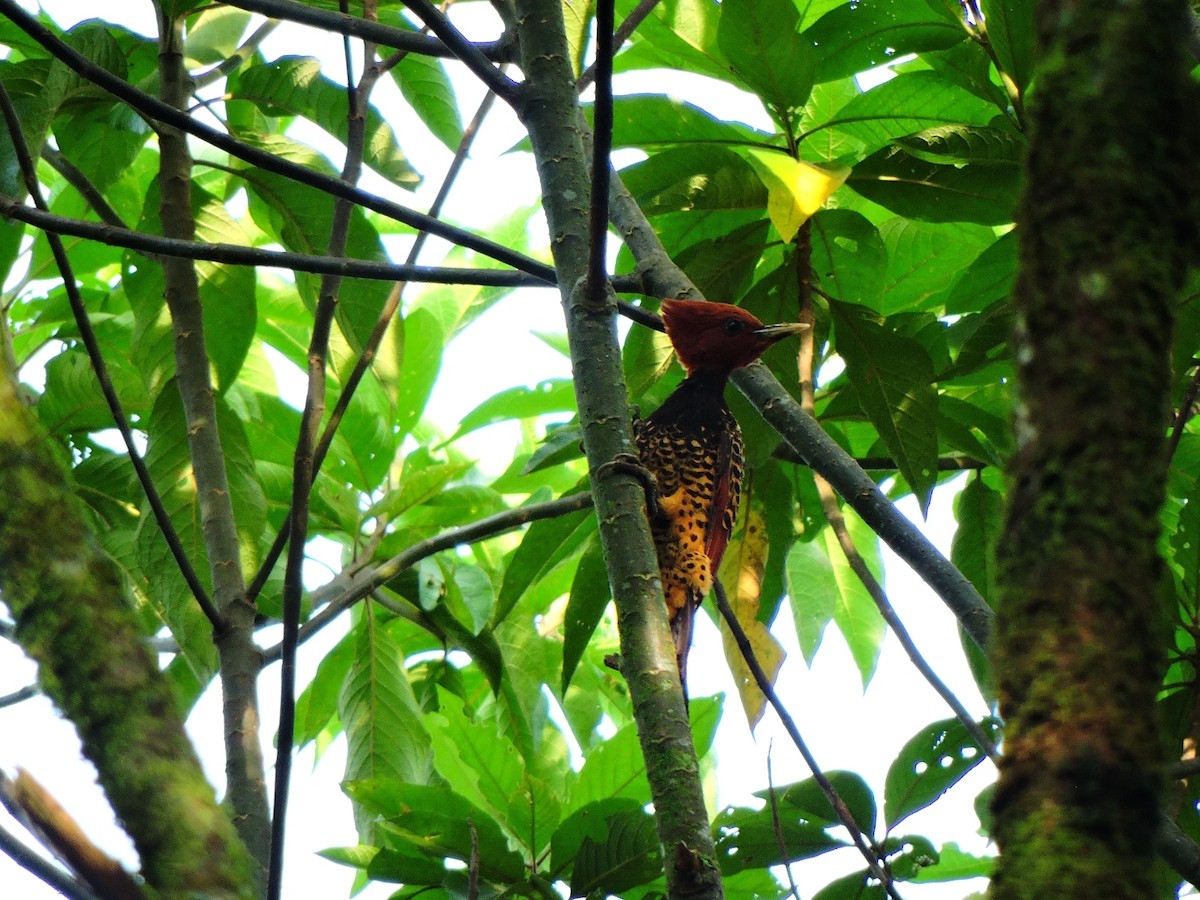 Rufous-headed Woodpecker - ML434148921