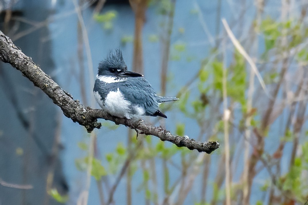 Belted Kingfisher - ML434152511