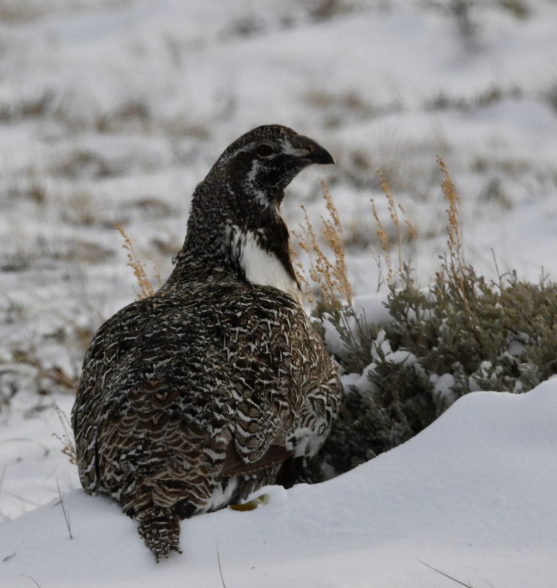 Greater Sage-Grouse - ML434167631