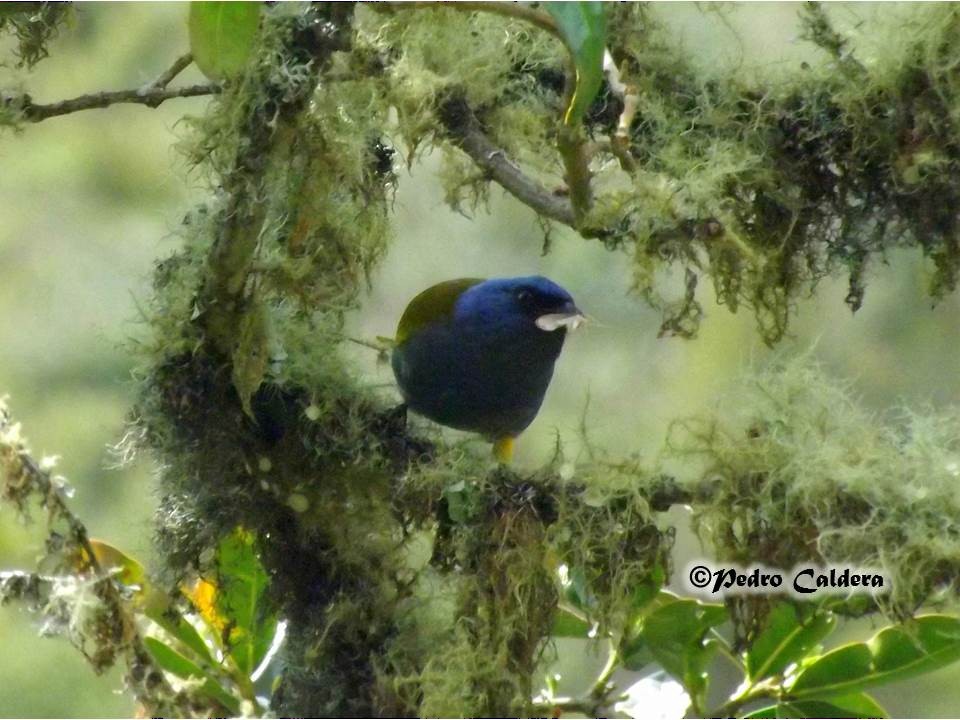 Blue-capped Tanager - ML43416971