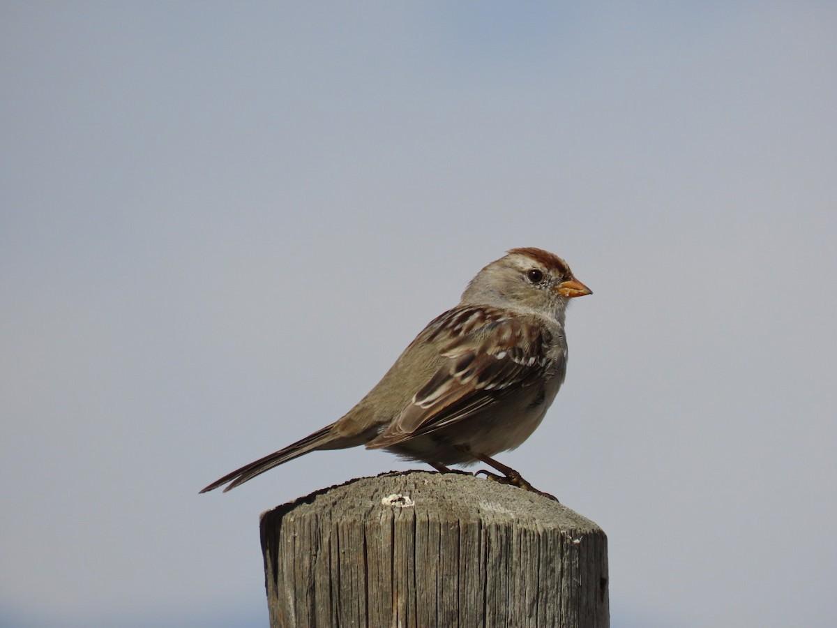 White-crowned Sparrow - ML434174461