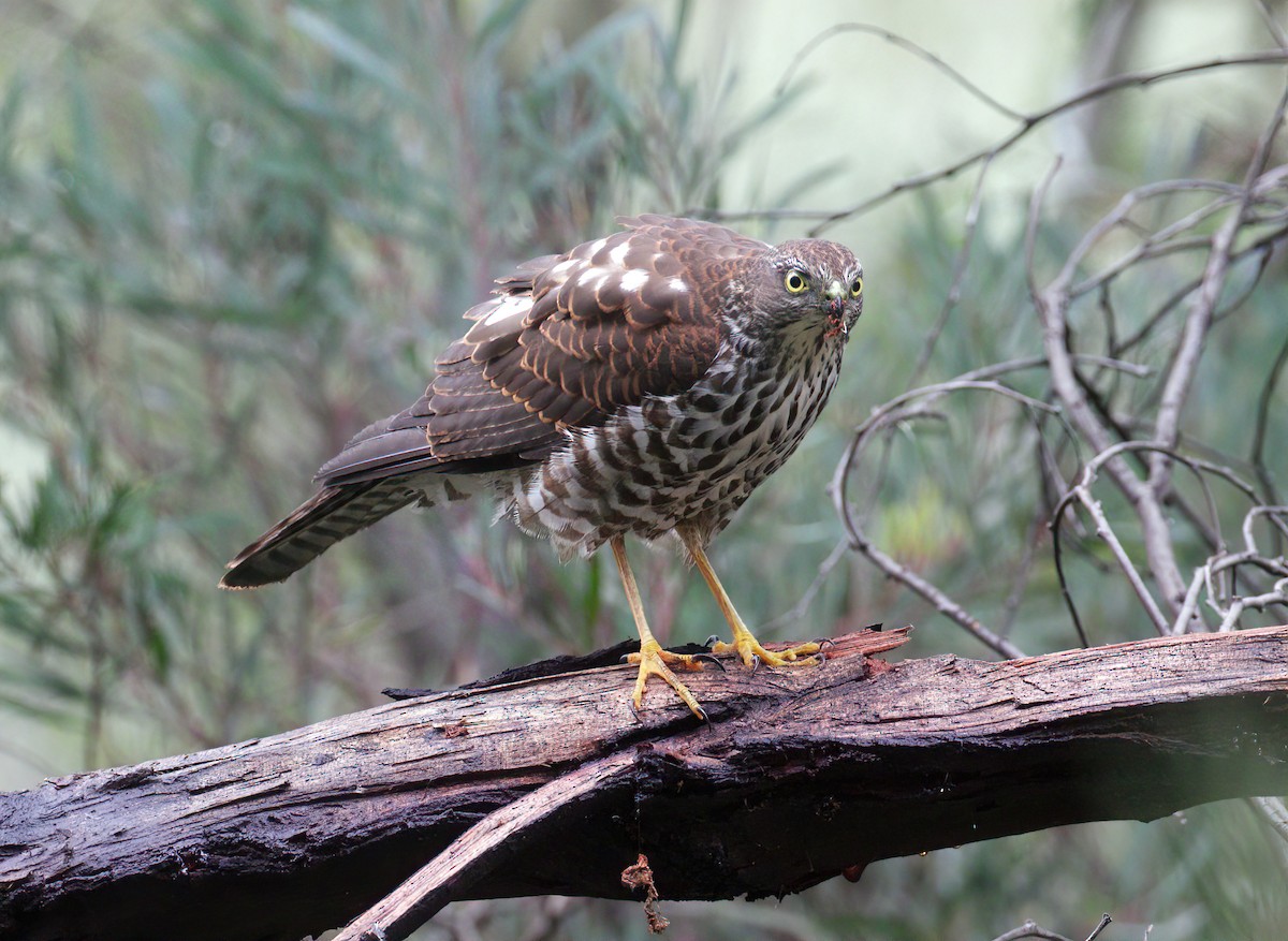 Collared Sparrowhawk - Scott Baker