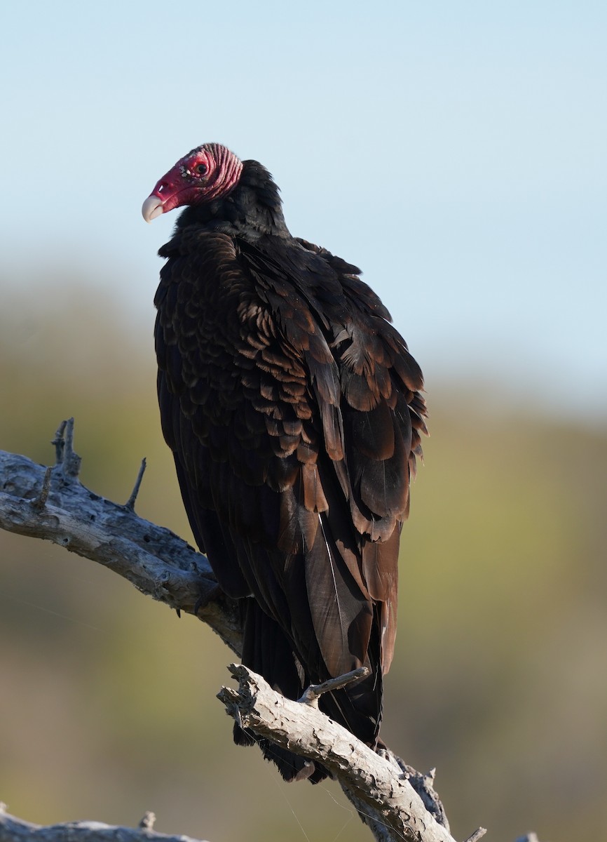 Turkey Vulture - Sibylle Hechtel