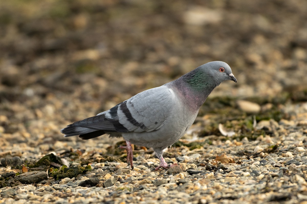 Rock Pigeon (Feral Pigeon) - ML434181721