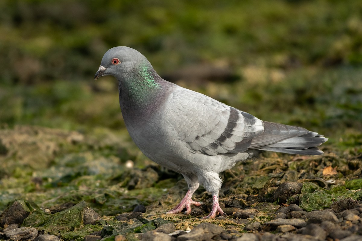 Rock Pigeon (Feral Pigeon) - ML434181791
