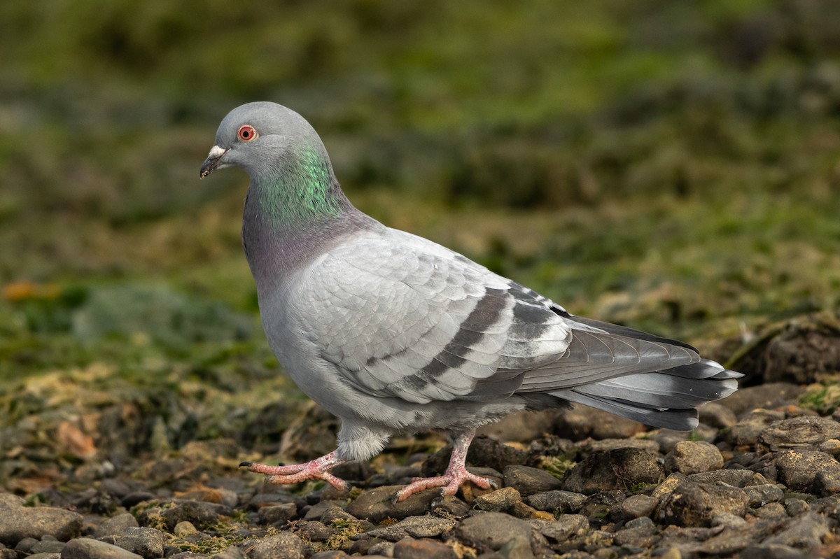 Rock Pigeon (Feral Pigeon) - ML434181851