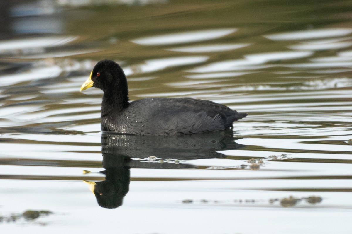 White-winged Coot - ML434181921