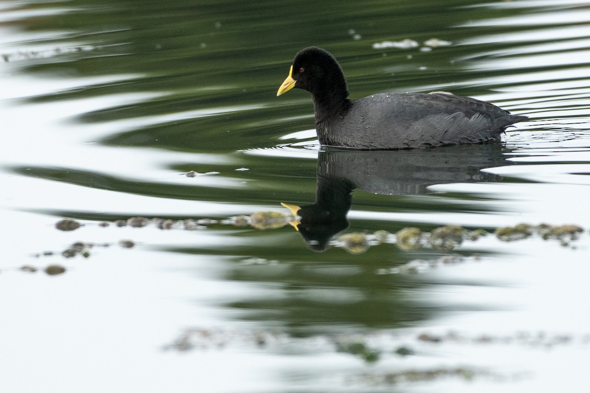 White-winged Coot - ML434182101