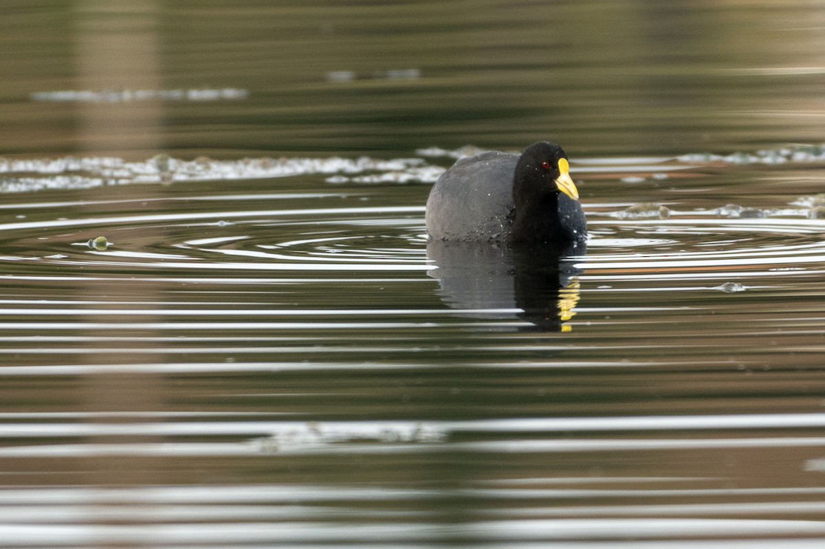 White-winged Coot - ML434182141
