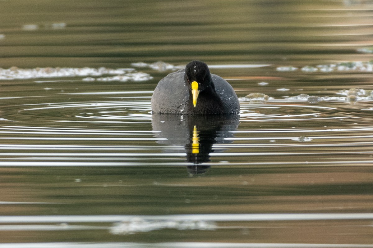 White-winged Coot - ML434182551