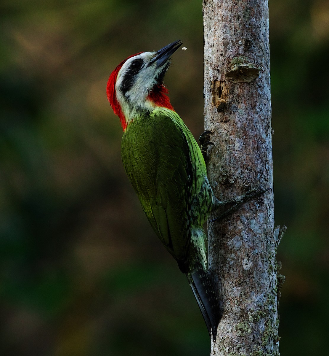 Cuban Green Woodpecker - ML434184621