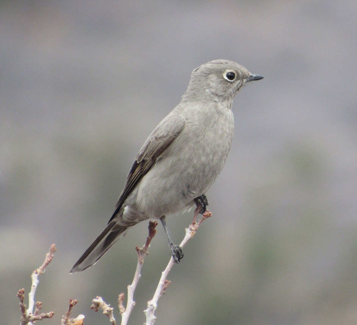 Townsend's Solitaire - Mark O'Keefe