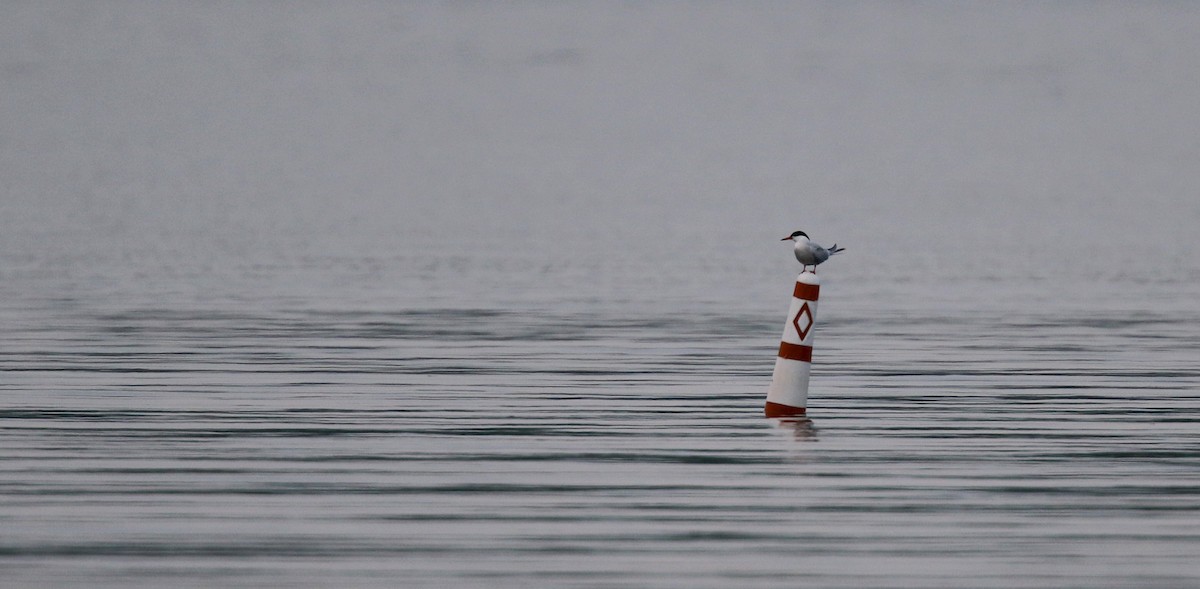 Common Tern - ML43418841