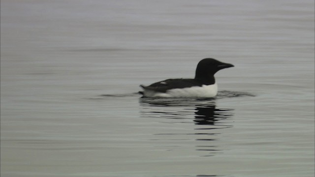 Thick-billed Murre - ML434196