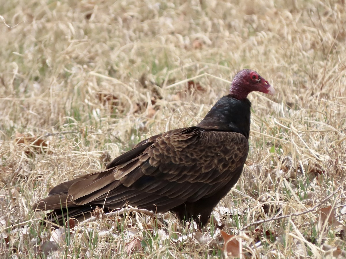 Turkey Vulture - ML434197611