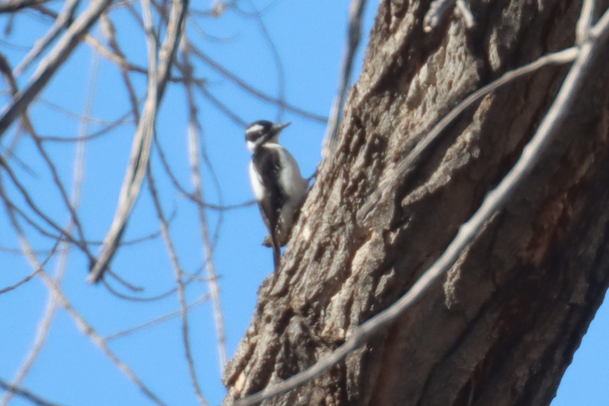 Hairy Woodpecker (Rocky Mts.) - ML434198631
