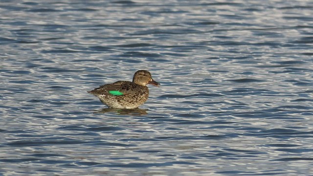 Green-winged Teal - ML434207721
