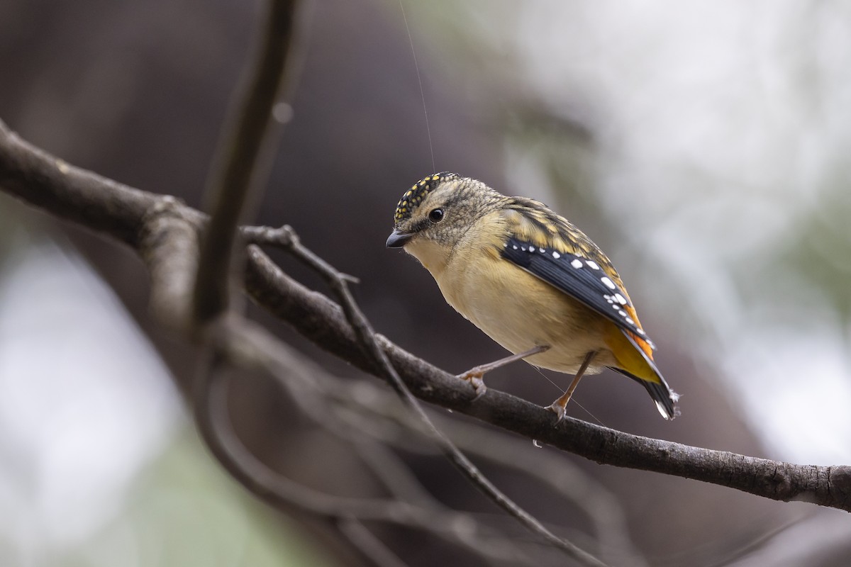 Spotted Pardalote - ML434223231