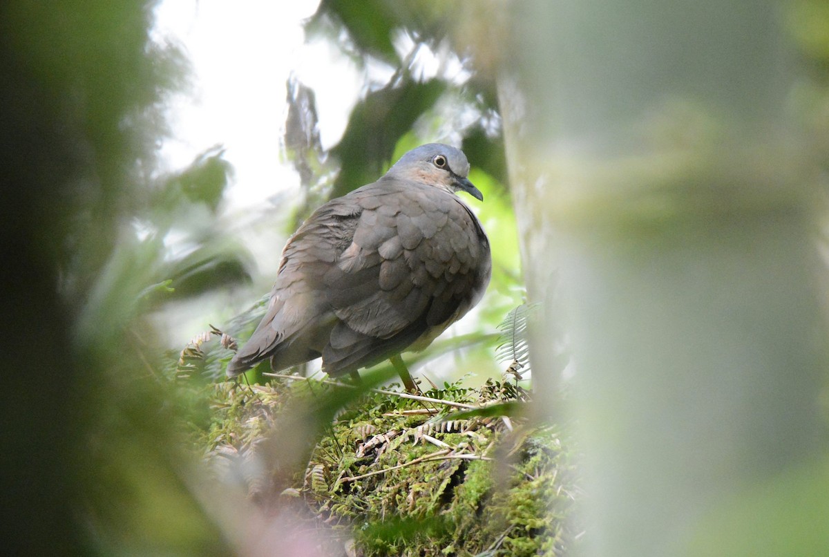Gray-headed Dove (Gray-headed) - ML434226121